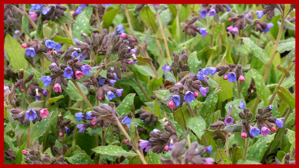 Pulmonaria planta medicinal para qué sirve