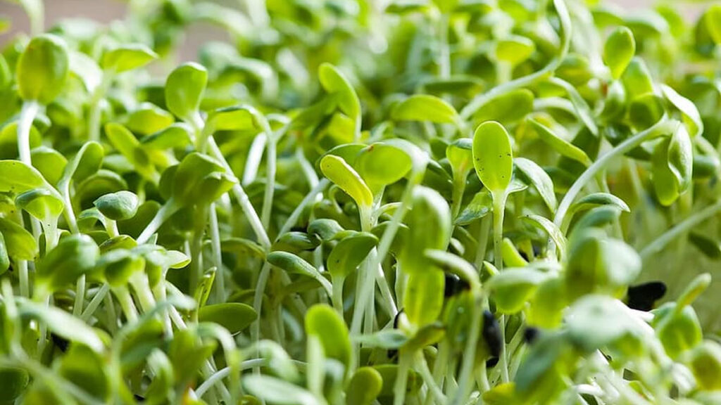 Alfalfa Planta Medicinal Casera