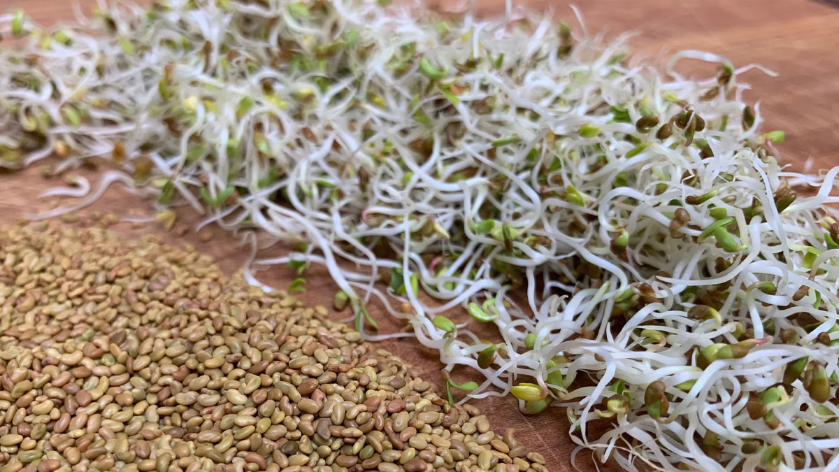 Alfalfa Planta Medicinal Casera