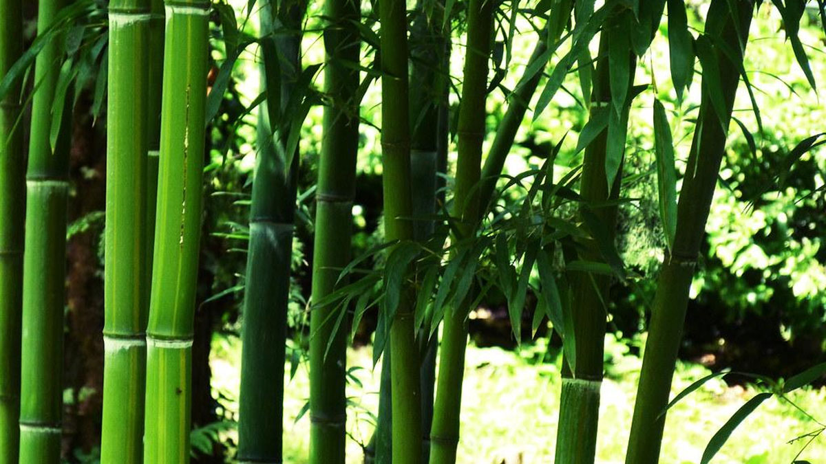 Propiedades del bambú para la salud