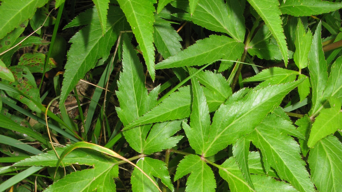 Dong Quai qué es y para qué Sirve para la Fertilidad