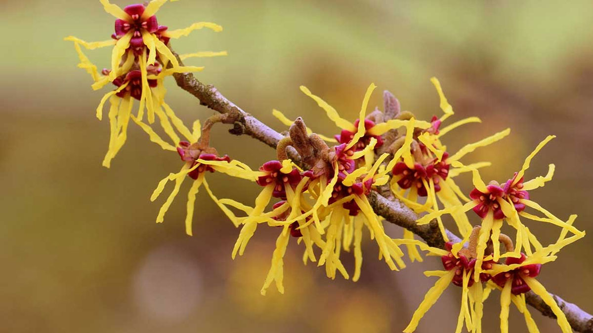 qu-es-el-hamamelis-virginiana-d-nde-se-encuentra-y-principios-activos