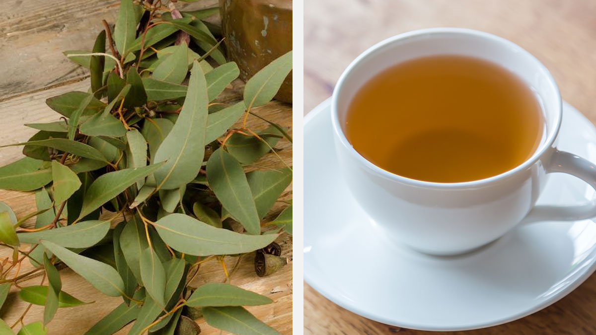 Hojas de eucalipto para que sirve el té