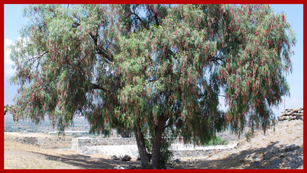 Pirul árbol aromático mexicano
