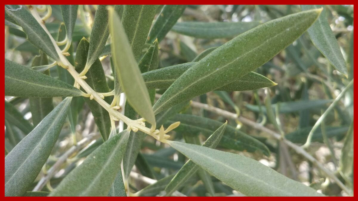 Hojas de olivo propiedades y beneficios del té