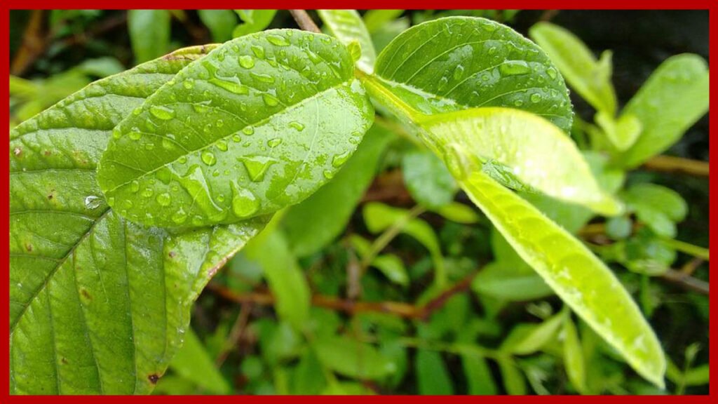 Para qué sirve las hojas de guayaba hervida