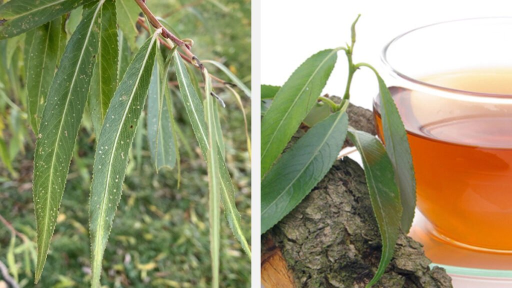 Sauce llorón blanco beneficios