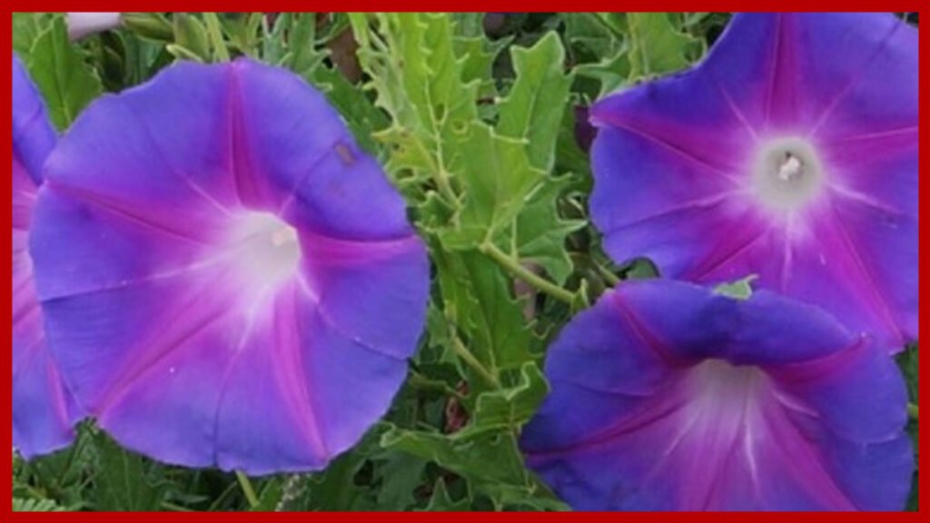 Tumba vaquero para que sirve