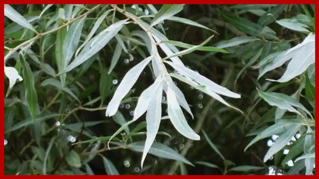 Sauce llorón blanco beneficios