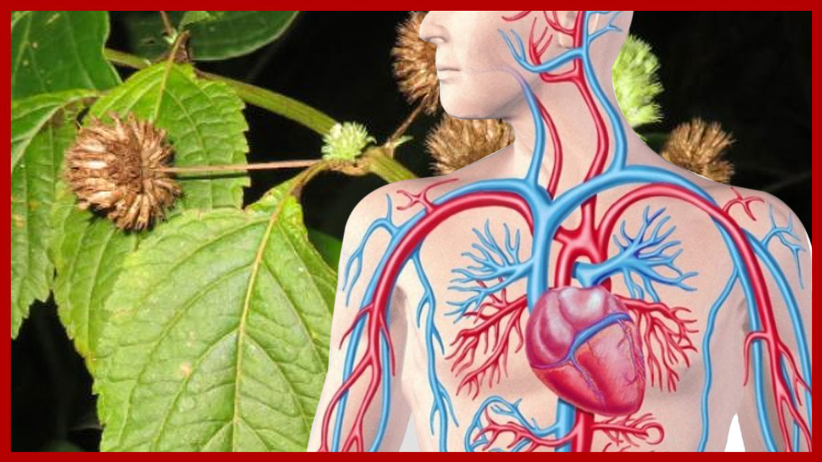 Plantas medicinales para limpiar las arterias del corazón