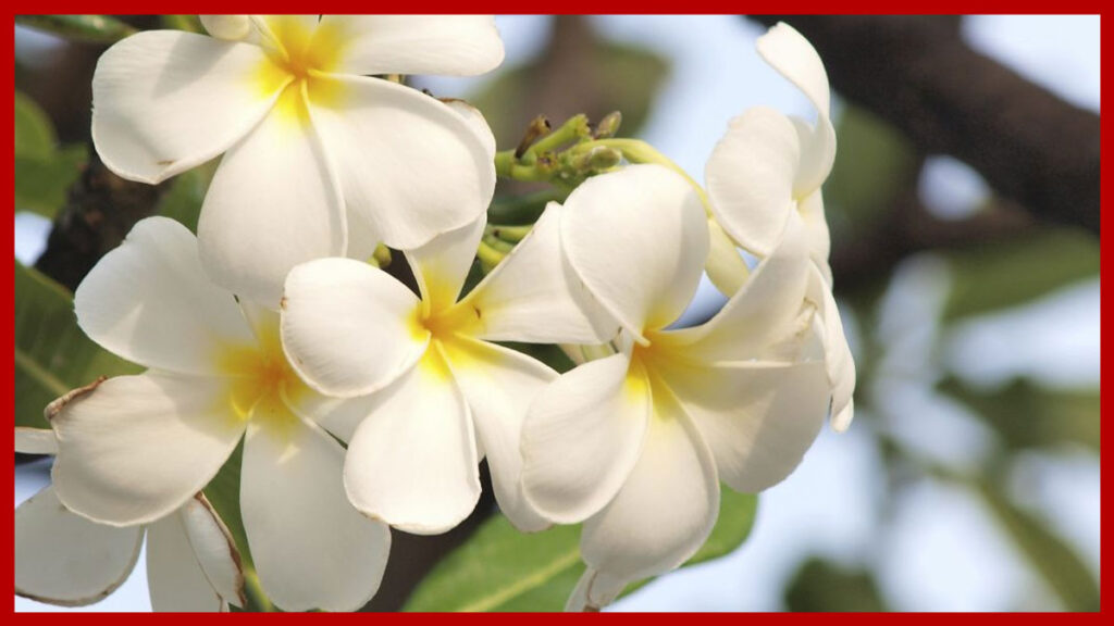 Flor de jazmin para qué sirve como planta medicinal