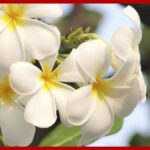 Flor de jazmin para qué sirve como planta medicinal