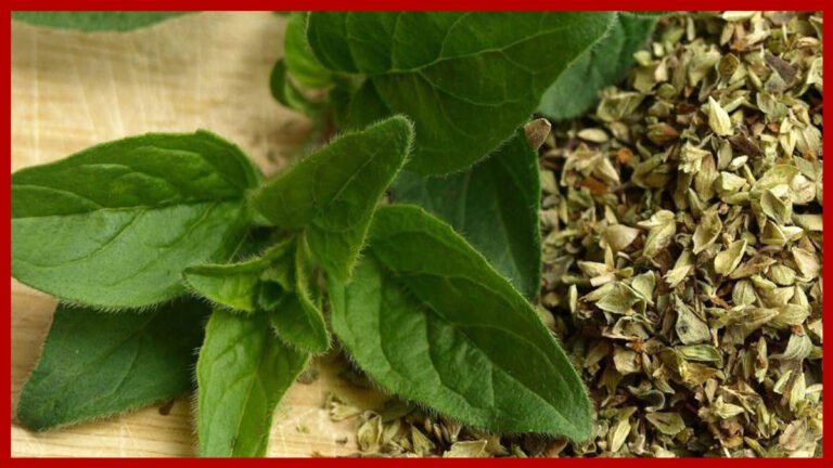 Orégano beneficios y contraindicaciones para la salud