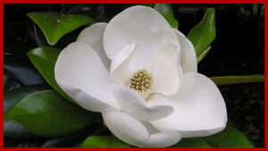 Flor de magnolia beneficios medicinales