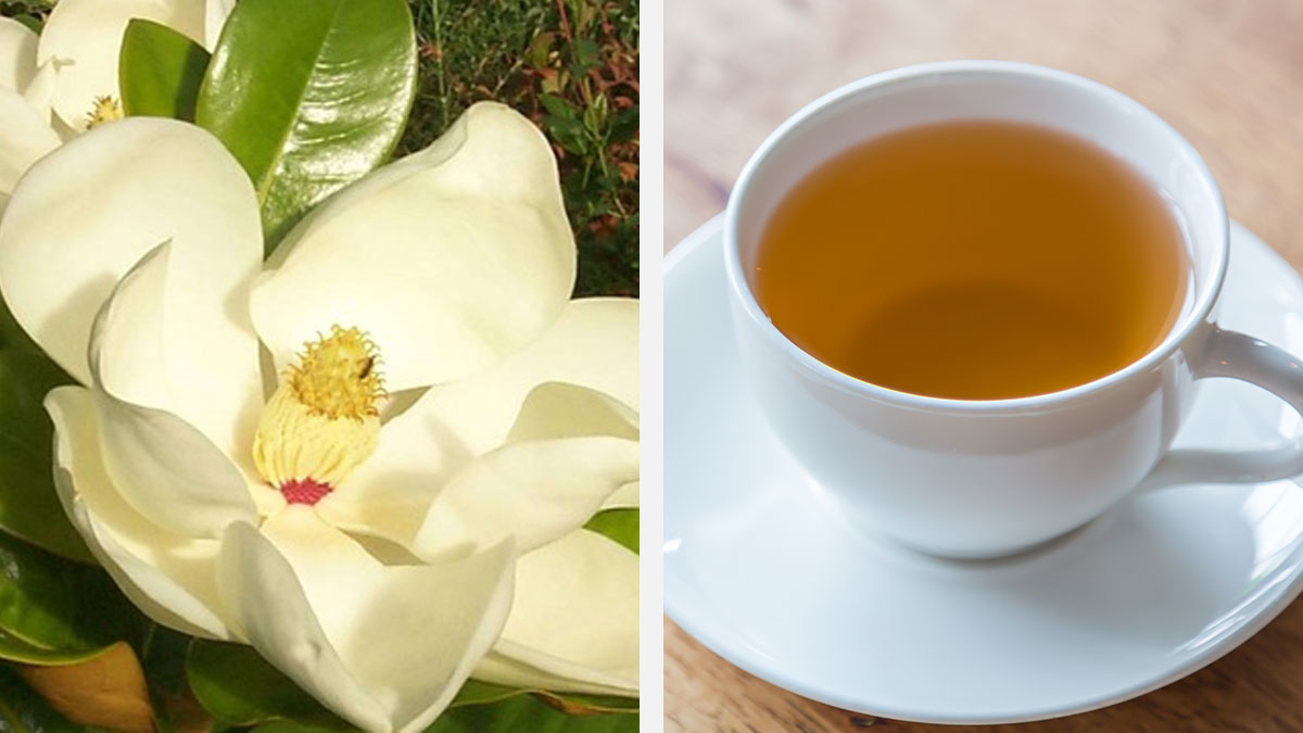 Flor de magnolia beneficios medicinales