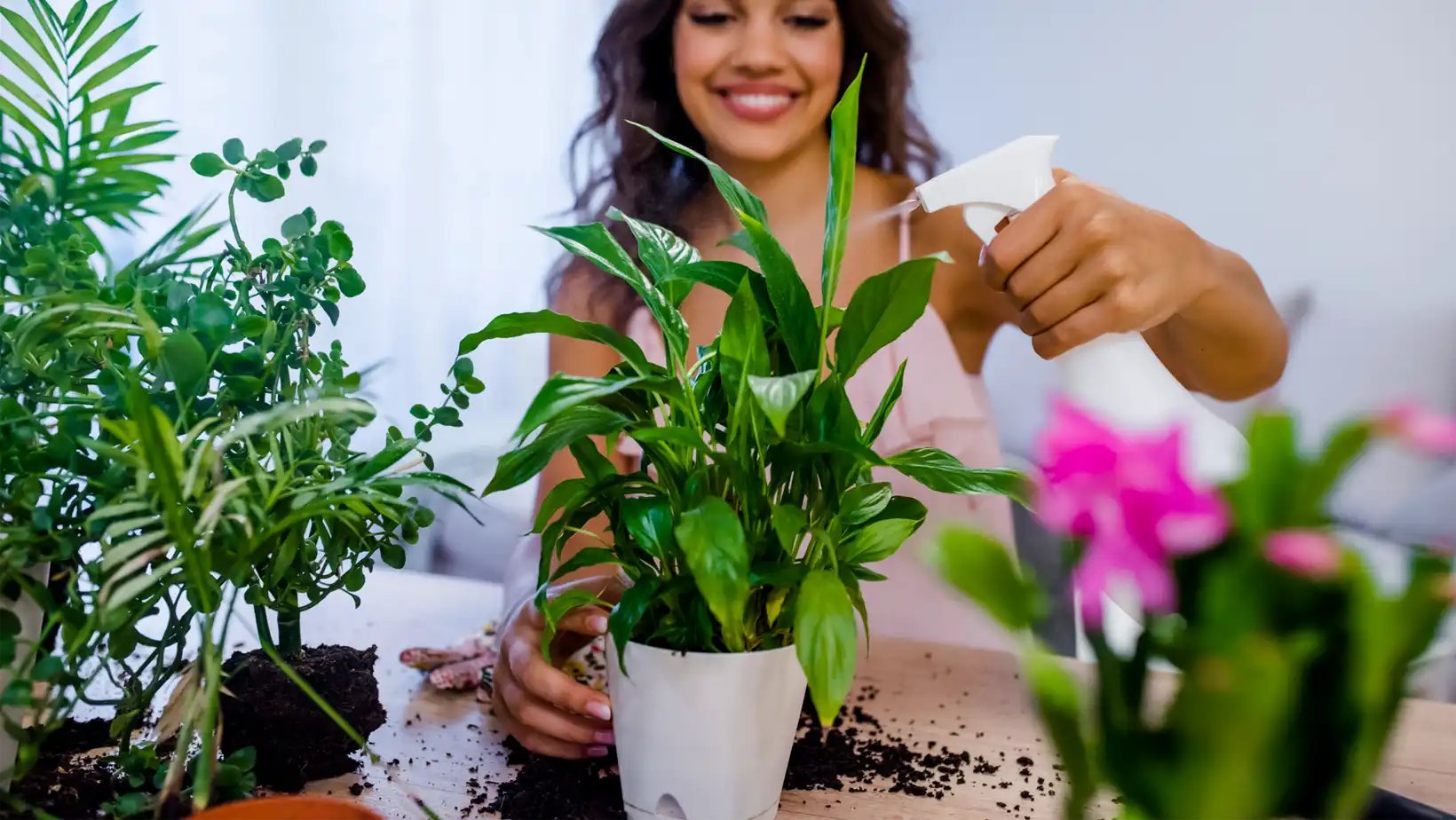 Cuáles son las mejores condiciones de luz y temperatura para las plantas medicinales y aromáticas en apartamentos