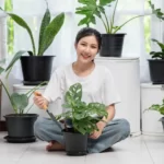 Cultiva plantas medicinales en casa con luz limitada- mejora tu salud y bienestar