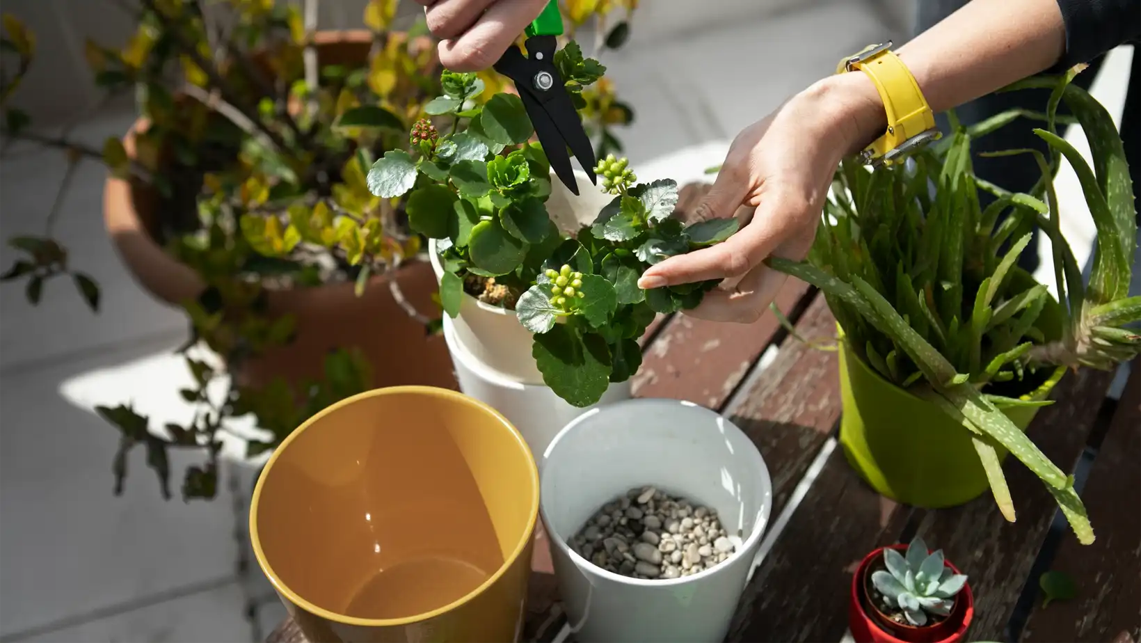 Descubre Los Sorprendentes Beneficios Del Huerto De Plantas Medicinales En Tu Apartamento