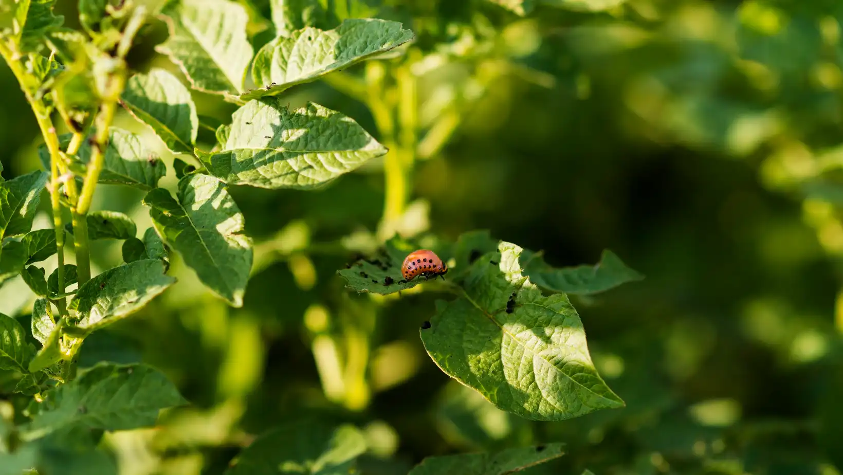 Elimina plagas en tu jardín de forma ecológica: ¡Prueba ahora y despídete  de los intrusos!