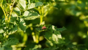 Elimina plagas en tu jardín de forma ecológica- ¡Prueba ahora y despídete de los intrusos!