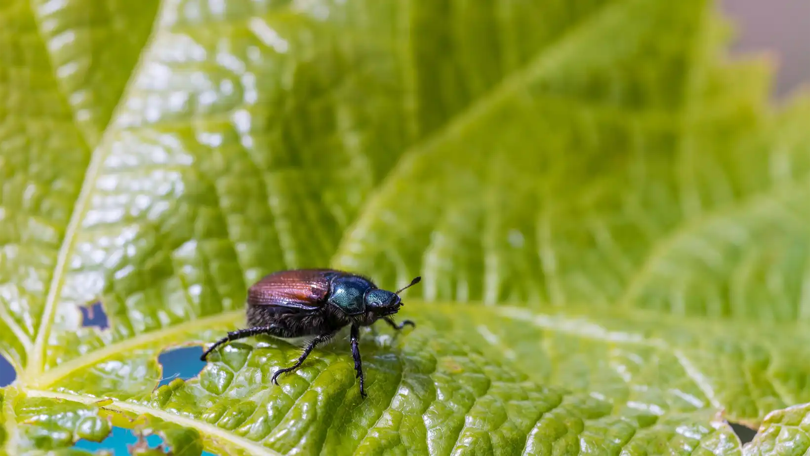 Elimina plagas en tu jardín fácilmente- descubre nuestro sistema de monitoreo y control eficaz ahora