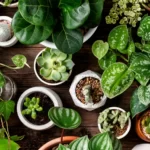 Plantas medicinales en tu apartamento- Siente el poder de la naturaleza en tus macetas
