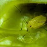 Repelentes naturales- Descubre plantas que alejan plagas