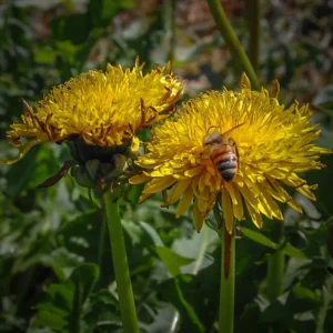 Interior de tienda naturista CASA DE LA NATUROPATIA LEON. TIENDA NATURISTA AXOLOTL (LA MIXTECA). CEDIS PLANTASI en León de los Aldama