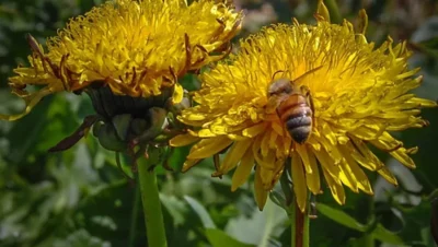 Interior de tienda naturista CASA DE LA NATUROPATIA LEON. TIENDA NATURISTA AXOLOTL (LA MIXTECA). CEDIS PLANTASI en León de los Aldama