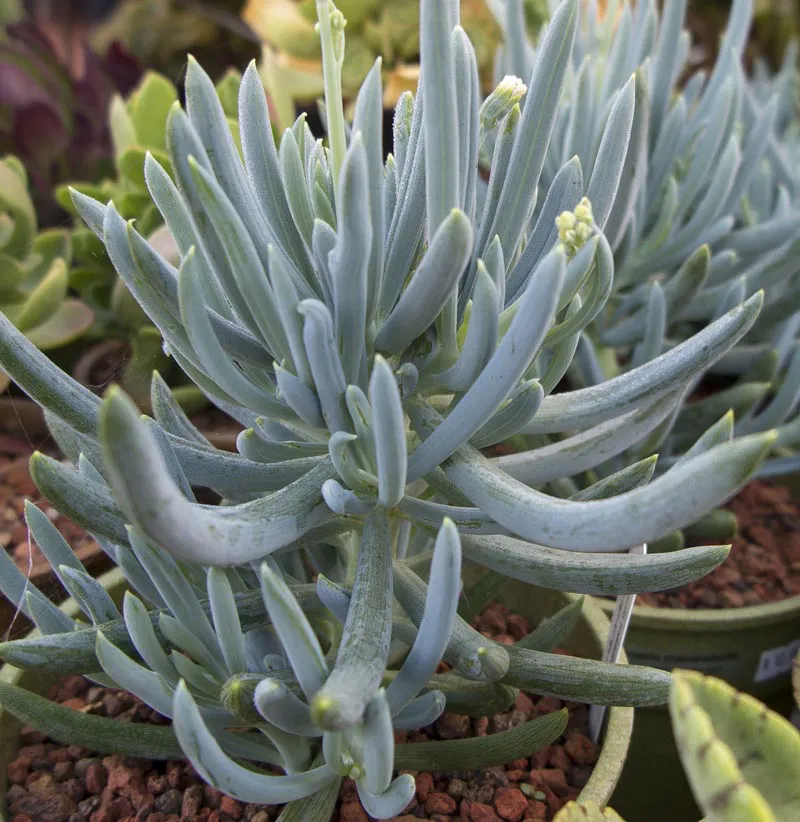 Interior de tienda naturista CASA DE LA NATUROPATIA LEON. TIENDA NATURISTA AXOLOTL (LA MIXTECA). CEDIS PLANTASI en León de los Aldama