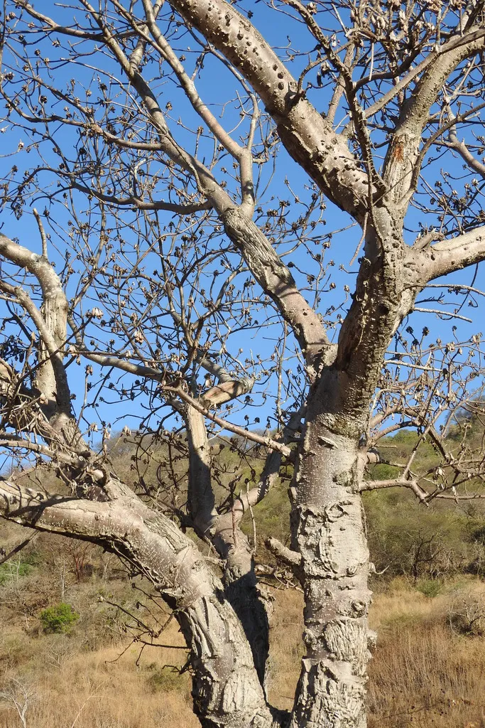 Interior de tienda naturista CASA DE LA NATUROPATIA LEON. TIENDA NATURISTA AXOLOTL (LA MIXTECA). CEDIS PLANTASI en León de los Aldama