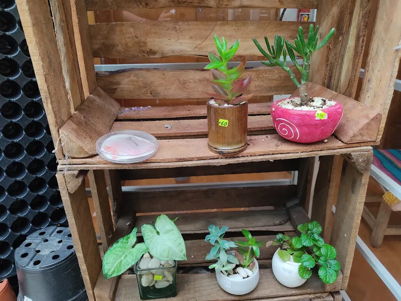 Interior de tienda naturista El Huacal - Diseño Mexicano en Ciudad de México