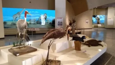 Interior de tienda naturista Museo de Historia Natural y Cultura Ambiental en Ciudad de México