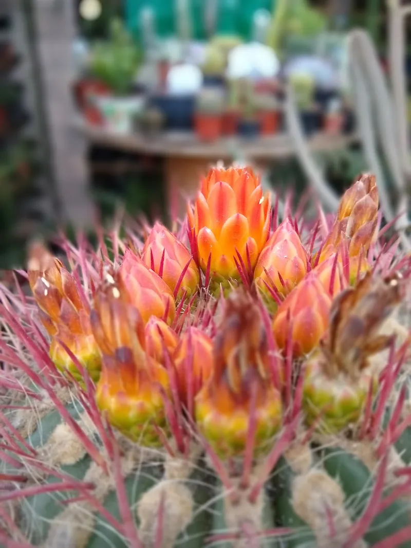 Interior de tienda naturista TODO NATURAL en Ciudad de México